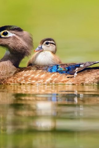 Обои вода, птицы, утки, утка, утенок, baby duck, water, birds, duck разрешение 2048x1357 Загрузить