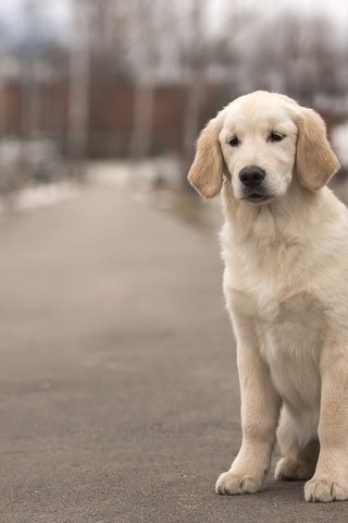 Обои собака, пес, золотистый ретривер, dog, golden retriever разрешение 3600x2375 Загрузить