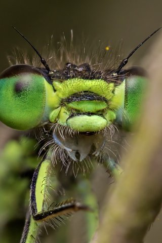 Обои глаза, природа, макро, насекомое, размытость, стрекоза, крупным планом, eyes, nature, macro, insect, blur, dragonfly, closeup разрешение 1920x1212 Загрузить