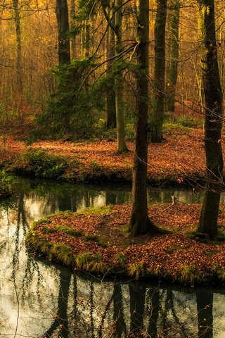 Обои деревья, вода, лес, отражение, мост, осень, водоем, осен, заркало, mirror, trees, water, forest, reflection, bridge, autumn, pond разрешение 2415x1606 Загрузить