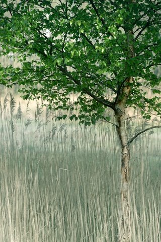 Обои трава, природа, дерево, весна, grass, nature, tree, spring разрешение 2048x1365 Загрузить