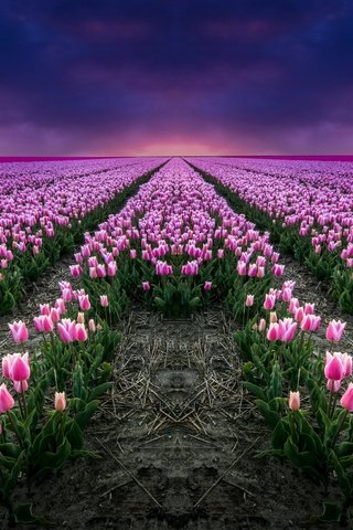 Обои цветы, поле, тюльпаны, розовые, flowers, field, tulips, pink разрешение 2880x1674 Загрузить