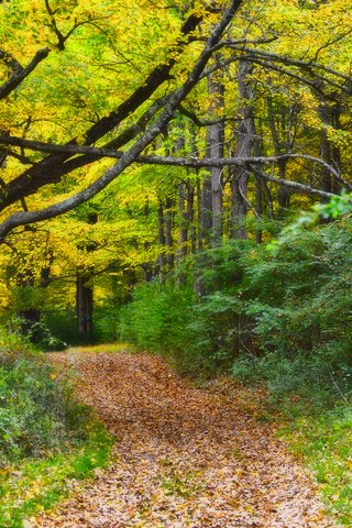 Обои природа, лес, осень, тропинка, nature, forest, autumn, path разрешение 2880x1800 Загрузить