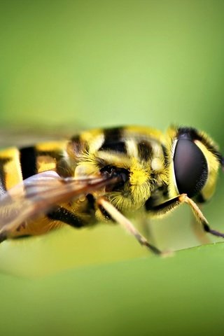 Обои природа, макро, насекомое, размытость, пчела, nature, macro, insect, blur, bee разрешение 2560x1600 Загрузить