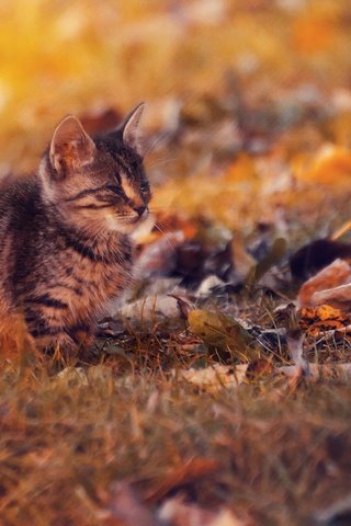 Обои листья, закат, кот, кошка, осень, котенок, осен, ленивый, leaves, sunset, cat, autumn, kitty, lazy разрешение 2048x1357 Загрузить