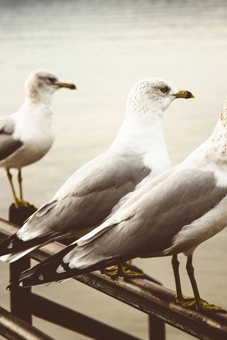 Обои фон, чайка, птицы, клюв, перья, чайки, background, seagull, birds, beak, feathers, seagulls разрешение 2048x1365 Загрузить