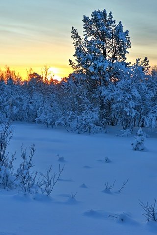 Обои деревья, снег, закат, зима, кусты, норвегия, норвегии, hedmark fylke, nordli, хедмарк, hedmark, trees, snow, sunset, winter, the bushes, norway разрешение 4608x2592 Загрузить