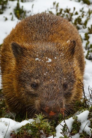 Обои снег, вомбат, snow, wombat разрешение 2048x1365 Загрузить