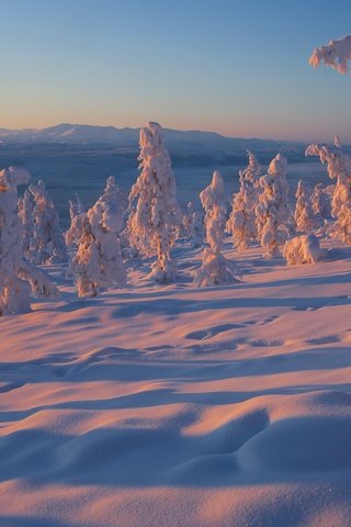 Обои деревья, снег, зима, россия, владимир рябков, якутия, trees, snow, winter, russia, vladimir ryabkov, yakutia разрешение 2400x1600 Загрузить