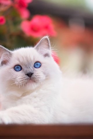 Обои взгляд, котенок, малыш, голубые глаза, боке, рэгдолл, look, kitty, baby, blue eyes, bokeh, ragdoll разрешение 1920x1279 Загрузить