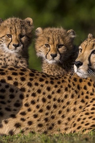 Обои животные, семья, дикие кошки, котята, гепард, гепарды, animals, family, wild cats, kittens, cheetah, cheetahs разрешение 1920x1200 Загрузить