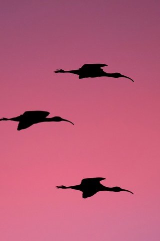 Обои природа, птицы, сша, силуэт, флорида, розовый фон, мельбурн, ибис, nature, birds, usa, silhouette, fl, pink background, melbourne, ibis разрешение 3786x2520 Загрузить