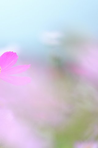 Обои цветы, природа, лепестки, дымка, космея, фокус, flowers, nature, petals, haze, kosmeya, focus разрешение 2048x1365 Загрузить