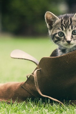 Обои трава, зелень, кошка, котенок, мордашка, обувь, башмак, grass, greens, cat, kitty, face, shoes, shoe разрешение 1920x1200 Загрузить