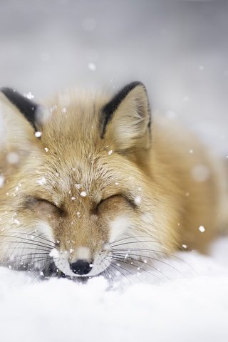 Обои снег, зима, животные, сон, лиса, лисица, snow, winter, animals, sleep, fox разрешение 2048x1365 Загрузить