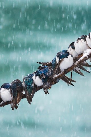 Обои снег, птицы, сша, метель, аляска, ласточка, юкон, уайтхорс, snow, birds, usa, blizzard, alaska, swallow, yukon, whitehorse разрешение 1920x1080 Загрузить