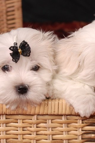 Обои корзина, щенки, собаки, бантик, болонка, мальтийская болонка, basket, puppies, dogs, bow, lapdog, maltese разрешение 2000x1310 Загрузить