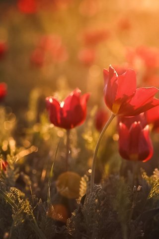 Обои свет, цветы, весна, тюльпаны, боке, дикие тюльпаны, light, flowers, spring, tulips, bokeh, wild tulips разрешение 1920x1200 Загрузить