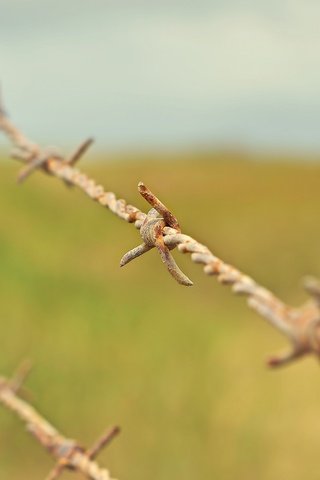 Обои макро, проволока, забор, колючая проволока, ржавая, macro, wire, the fence, barbed wire, rusty разрешение 2048x1356 Загрузить