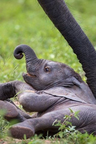 Обои слон, африка, хобот, слоненок, замбия, african wildlife, baby elephant, elephant, africa, trunk, zambia разрешение 1999x1346 Загрузить