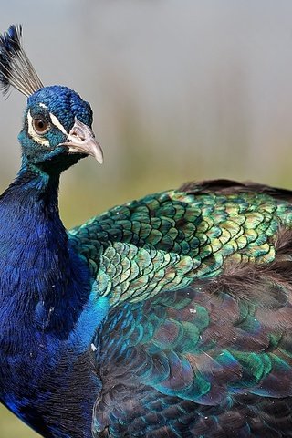 Обои птица, павлин, оперение, хохолок, bird, peacock, tail, crest разрешение 2048x1365 Загрузить