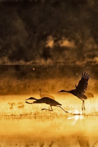 Обои озеро, утро, туман, птицы, lake, morning, fog, birds разрешение 2560x1501 Загрузить