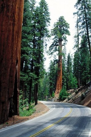 Обои дорога, деревья, лес, стволы, асфальт, секвойи, секвойя, road, trees, forest, trunks, asphalt, sequoia разрешение 1920x1440 Загрузить