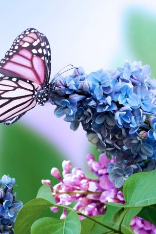 Обои цветы, насекомое, бабочка, сирень, flowers, insect, butterfly, lilac разрешение 1920x1080 Загрузить