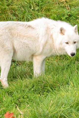 Обои трава, зелень, белый, хищник, волк, grass, greens, white, predator, wolf разрешение 3000x1821 Загрузить