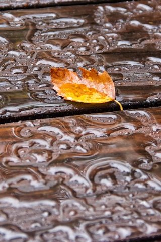 Обои вода, листья, капли, осень, капли дождя, осенние листья, деревянная поверхность, water, leaves, drops, autumn, raindrops, autumn leaves, wooden surface разрешение 2047x1245 Загрузить