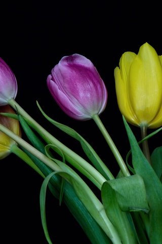 Обои цветы, бутоны, разноцветные, весна, тюльпаны, flowers, buds, colorful, spring, tulips разрешение 3600x2400 Загрузить