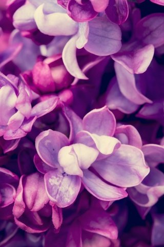 Обои цветы, цветение, весна, сирень, flowers, flowering, spring, lilac разрешение 5760x3840 Загрузить