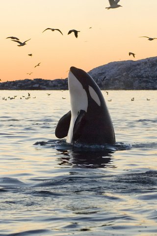 Обои вода, скалы, касатка, птицы, океан, чайки, кит, water, rocks, whale, birds, the ocean, seagulls, kit разрешение 2845x1896 Загрузить