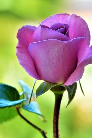 Обои макро, цветок, роза, лепестки, macro, flower, rose, petals разрешение 2048x1365 Загрузить