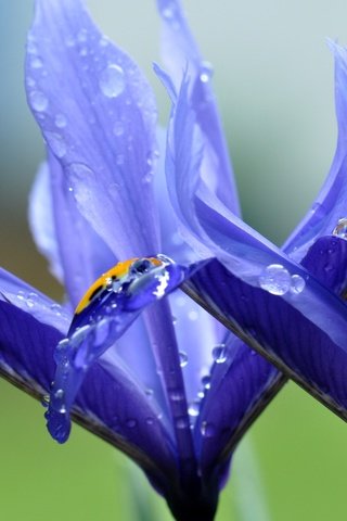 Обои цветы, макро, капли, лепестки, ирисы, flowers, macro, drops, petals, irises разрешение 4288x2848 Загрузить