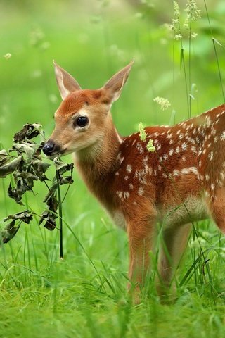 Обои трава, олень, малыш, косуля, олененок, grass, deer, baby, roe, fawn разрешение 2048x1322 Загрузить