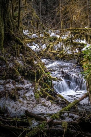 Обои деревья, снег, природа, лес, зима, мох, trees, snow, nature, forest, winter, moss разрешение 2048x1365 Загрузить