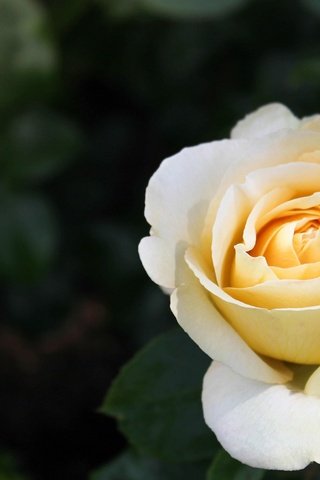 Обои цветок, роза, лепестки, белая, flower, rose, petals, white разрешение 2560x1705 Загрузить