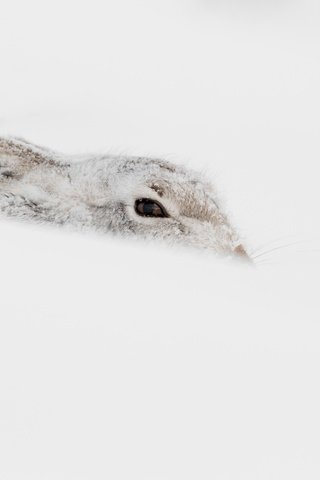 Обои снег, зима, животное, заяц, snow, winter, animal, hare разрешение 2048x1310 Загрузить