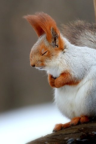 Обои спит, животное, белка, хвост, белочка, пушистая, грызун, sleeping, animal, protein, tail, squirrel, fluffy, rodent разрешение 2048x1365 Загрузить