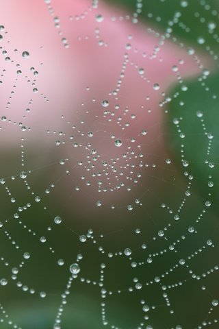 Обои вода, макро, роса, капли, капельки, паутина, сеть, ловушка, water, macro, rosa, drops, droplets, web, network, trap разрешение 2400x2400 Загрузить