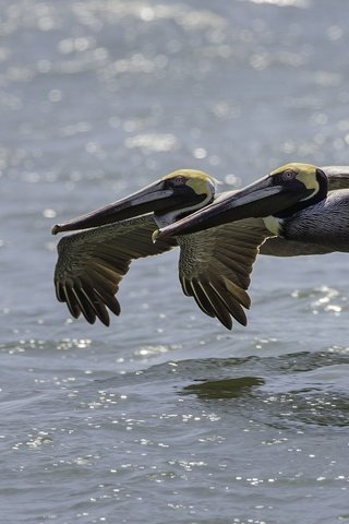 Обои вода, полет, птицы, пеликан, пеликаны, water, flight, birds, pelican, pelicans разрешение 2000x1250 Загрузить