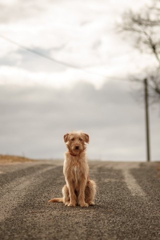 Обои небо, дорога, облака, собака, ожидание, the sky, road, clouds, dog, waiting разрешение 2560x1707 Загрузить