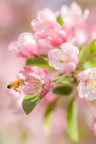 Обои цветение, макро, насекомое, вишня, пчела, цветки, боке, flowering, macro, insect, cherry, bee, flowers, bokeh разрешение 2400x1600 Загрузить