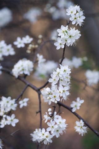 Обои цветы, цветение, ветки, весна, белые, flowers, flowering, branches, spring, white разрешение 2048x1367 Загрузить