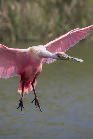 Обои полет, крылья, птица, клюв, перья, колпица, roseate spoonbill, flight, wings, bird, beak, feathers, spoonbill разрешение 2000x1333 Загрузить