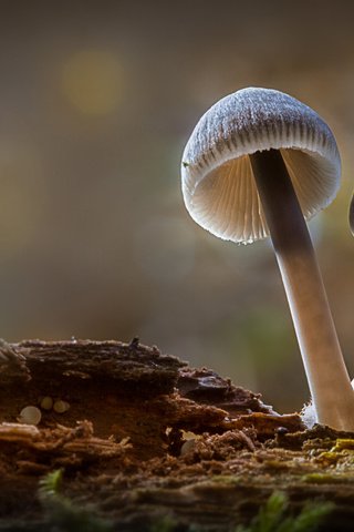 Обои лес, осень, грибы, гриб, боке, sophiaspurgin, forest, autumn, mushrooms, mushroom, bokeh разрешение 5165x3443 Загрузить