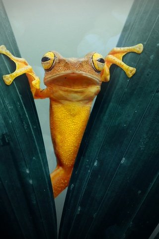 Обои макро, листва, лягушка, жаба, золотая, земноводные, macro, foliage, frog, toad, gold, amphibians разрешение 2048x1360 Загрузить