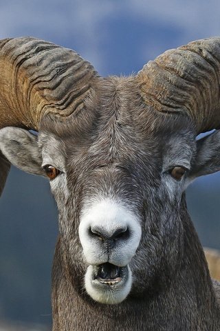 Обои морда, взгляд, рога, баран, архар, горный баран, face, look, horns, ram, argali разрешение 2048x1373 Загрузить