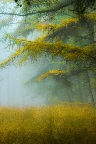 Обои деревья, природа, лес, туман, дымка, trees, nature, forest, fog, haze разрешение 2048x1361 Загрузить
